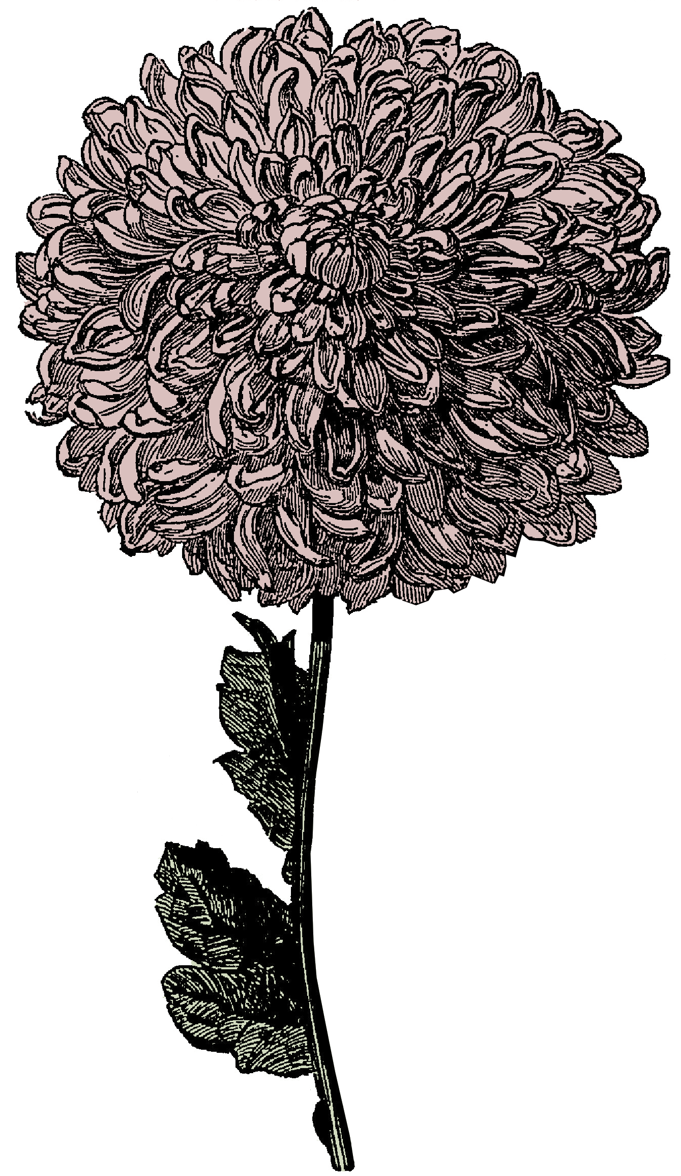victorian flowers clipart - photo #44