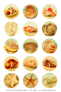 seashells-digital-collage-sheet